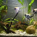 Which Is The Best Aquarium Heater On The UK Market?