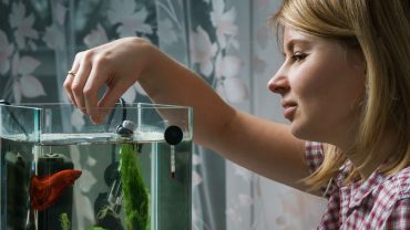 Which Is The Best Fish Feeder On The UK Market?