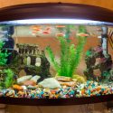 Which Is The Best Fish Tank Background On The UK Market?