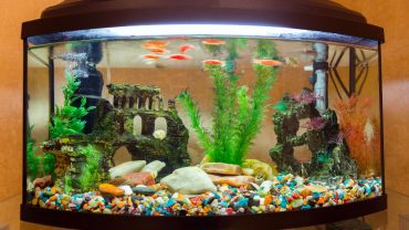 Best Fish Tank Background