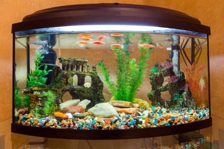 Is It Okay To Have A Fish Tank In The Bedroom?
