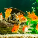 How To Change Fish Tank Water Without Killing Your Fish?