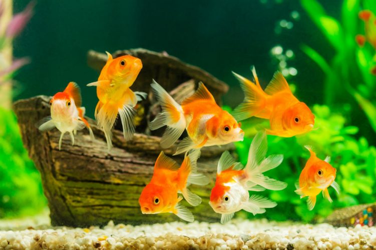 How to Change Fish Tank Water Without Killing Your Fish