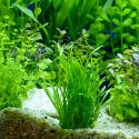 The Best Aquarium Plants