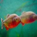 A Must Read Guide On How To Reduce Ammonia In Fish Tank