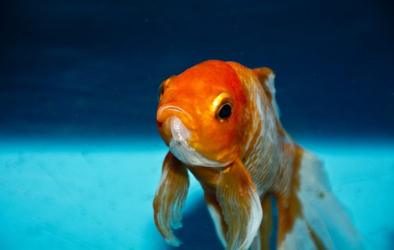 can goldfish eat tropical fish food