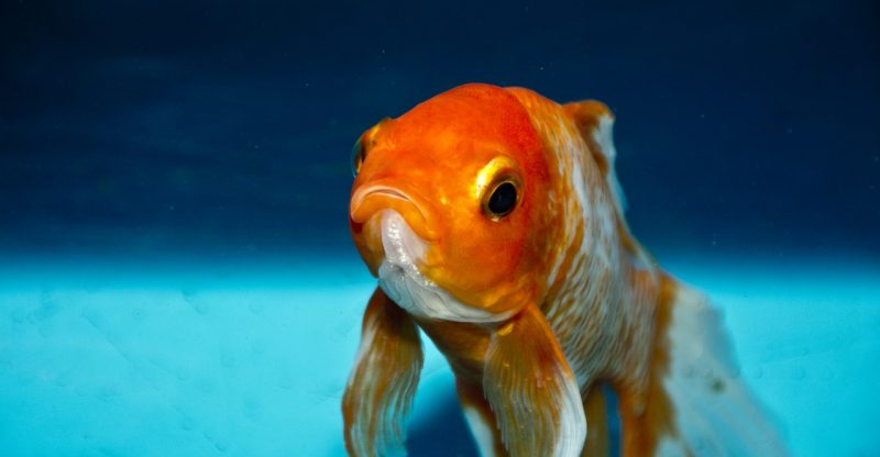 Can Goldfish Eat Tropical Fish Food?
