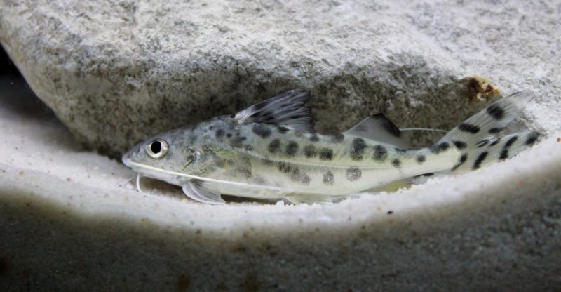 How Long Do Pictus Catfish Live?