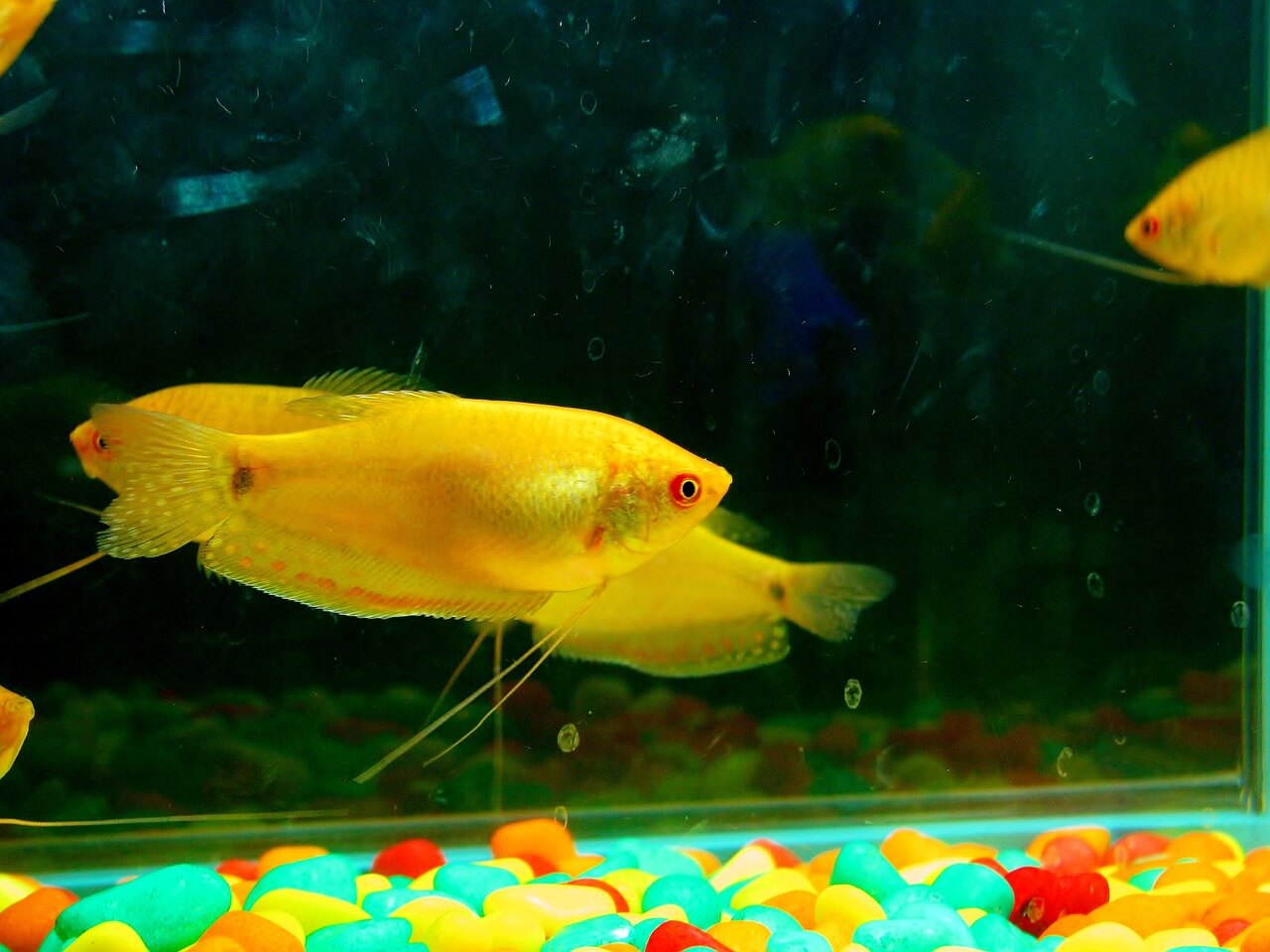  Do Fish Tanks Need Decorations Aquarist Club