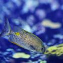 9 Reasons Why Aquarium Fish Die