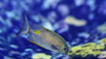 9 Reasons Why Aquarium Fish Die