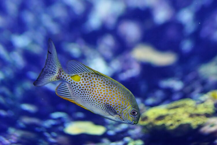 reasons why aquarium fish die