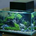 Can A Fish Tank Be Too Oxygenated?